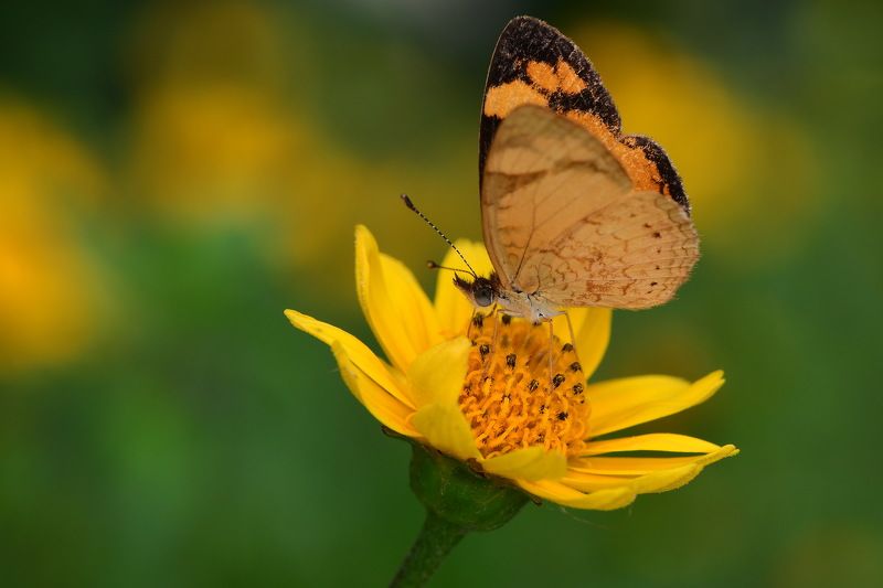 denis moura, mogi das cruzes, brasil Borboleta фото превью