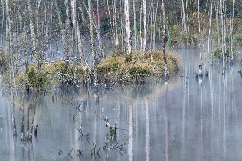 Autumn in the swamps фото превью