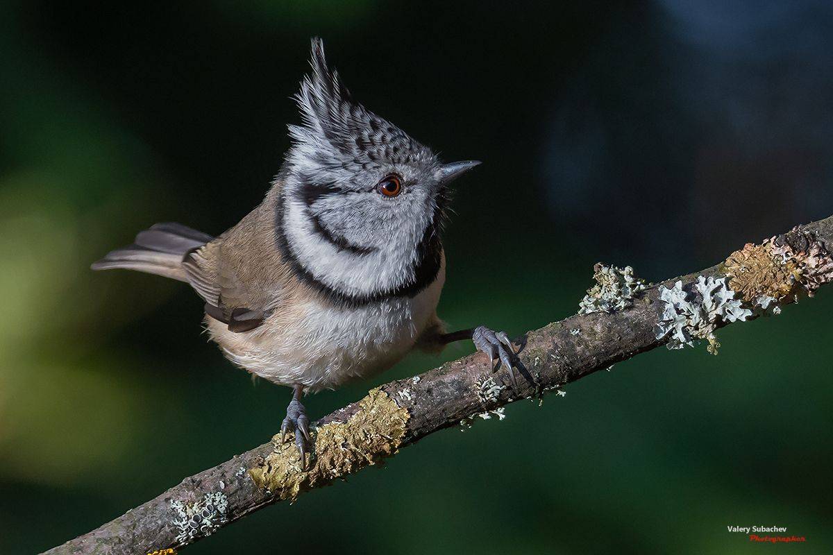 , Валерий Субачев