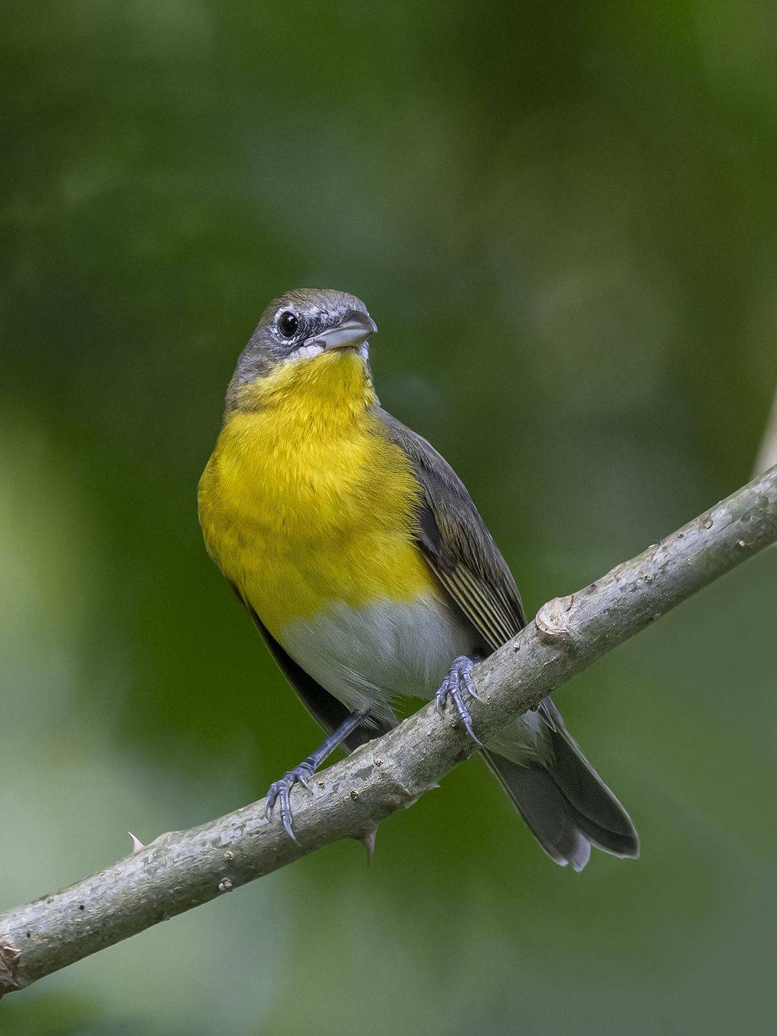 , Fernando Burgalin Sequeira