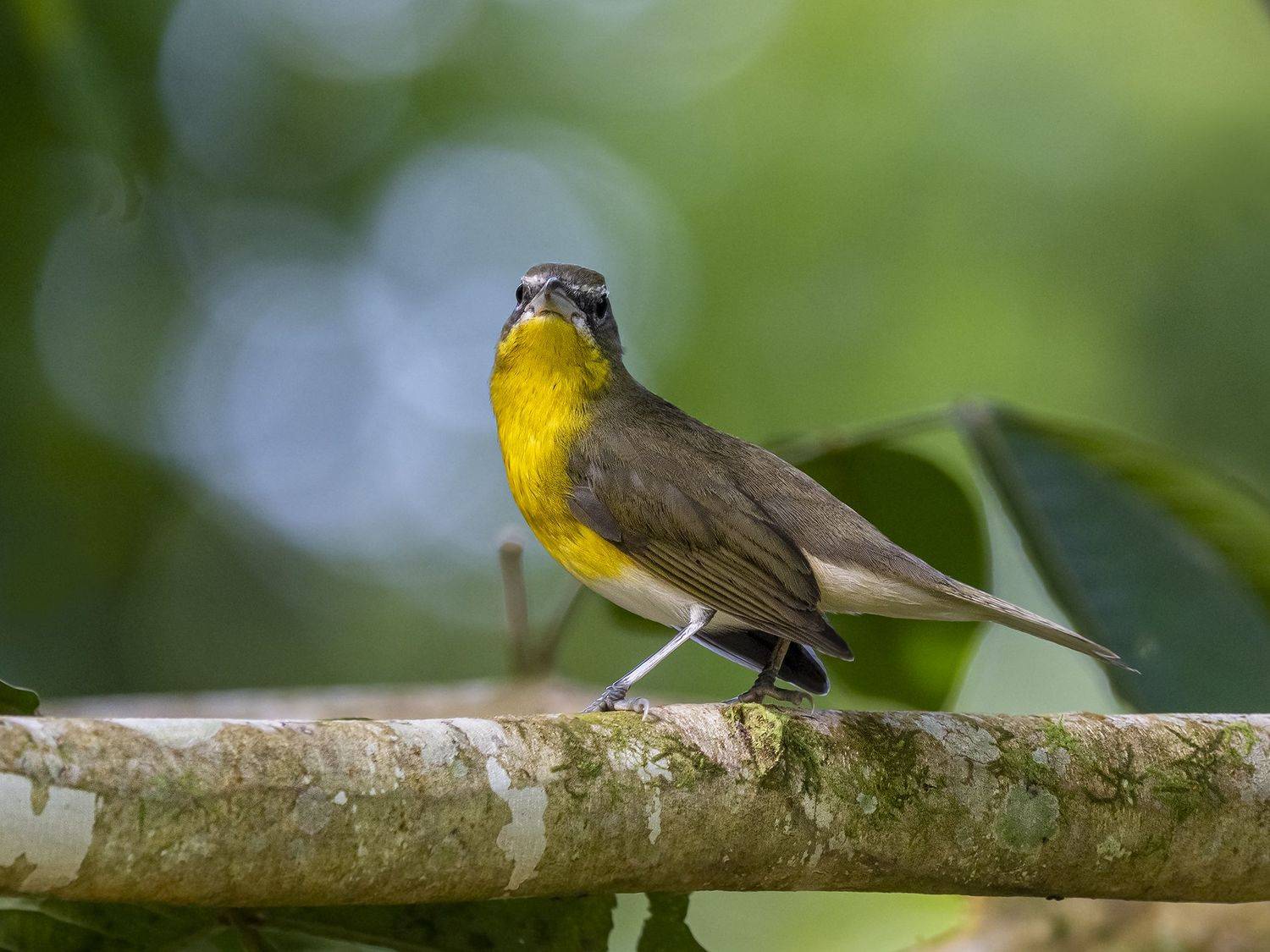 , Fernando Burgalin Sequeira