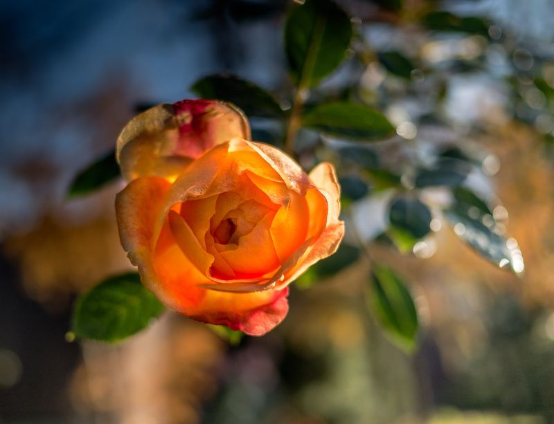 Поздние розы фото превью