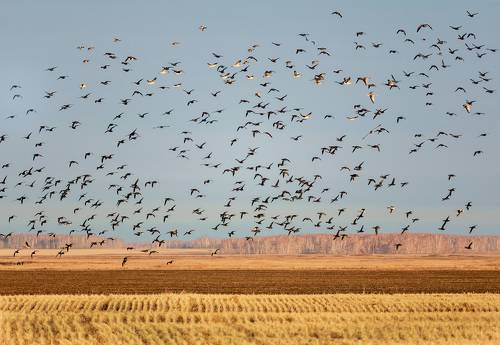 стая в воздухе.. (серый гусь)