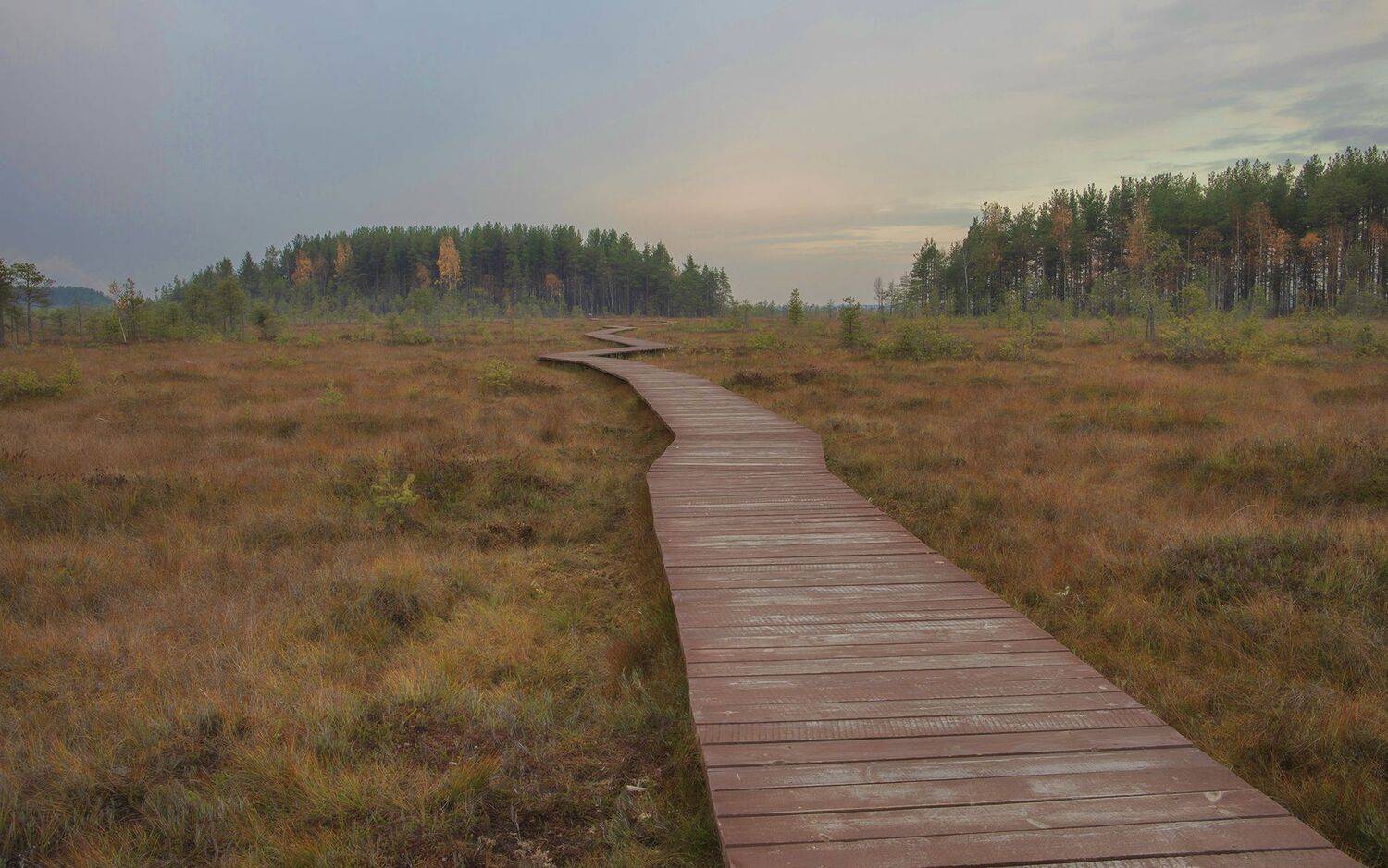 сестрорецк,сестрорецкие болота, alexOmRam