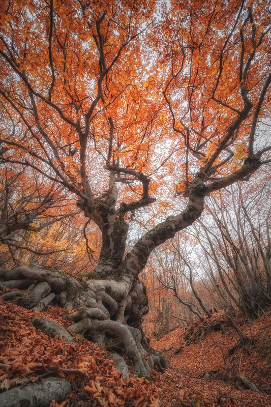 Буковый лес на склоне Демерджи фото превью