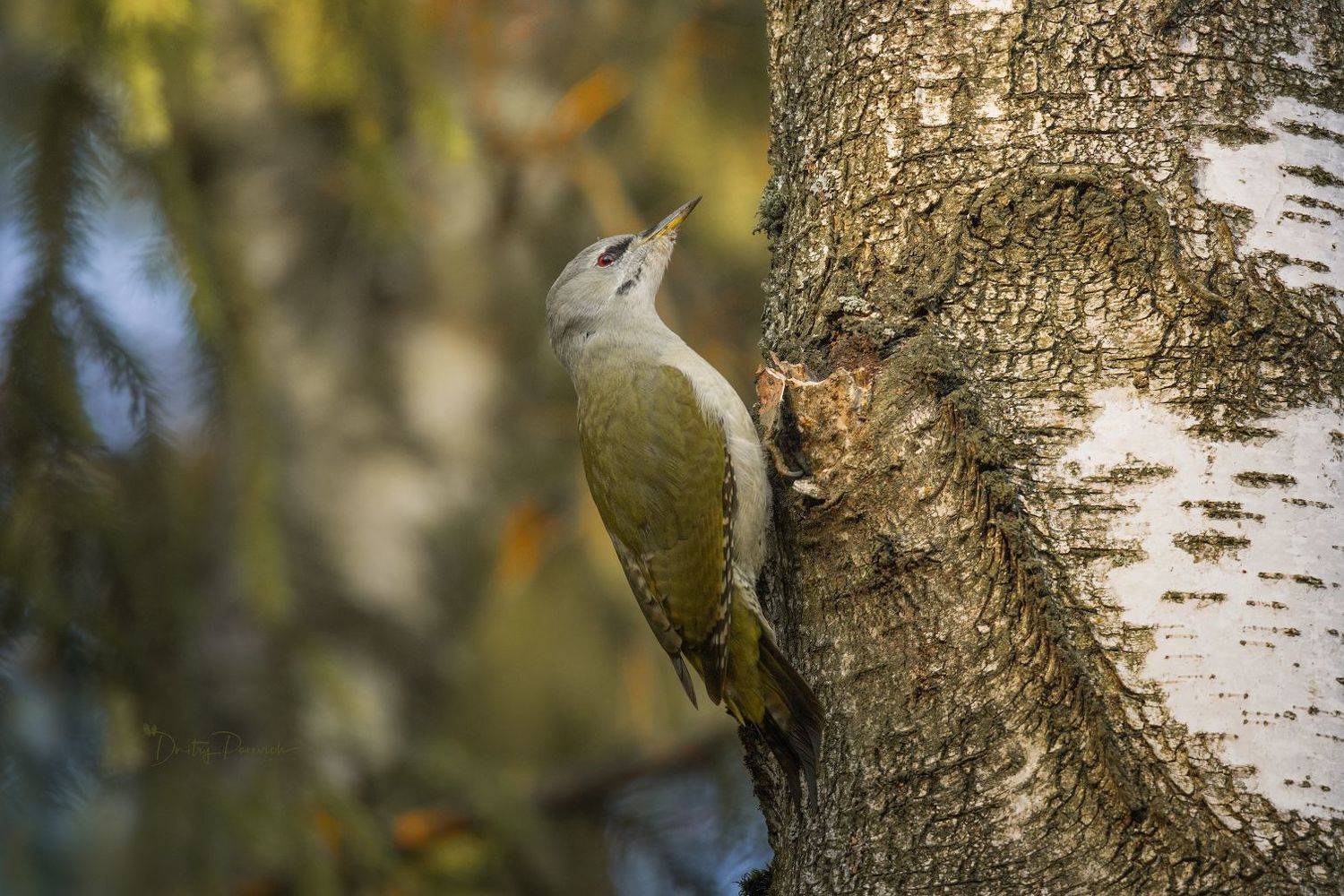 природа, лес, поля, огороды, животные, птицы, макро, Дмитрий Посевич