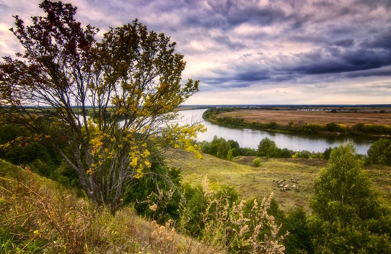 осень,река,овцы,пастух. Пасмурный сентябрь. фото превью