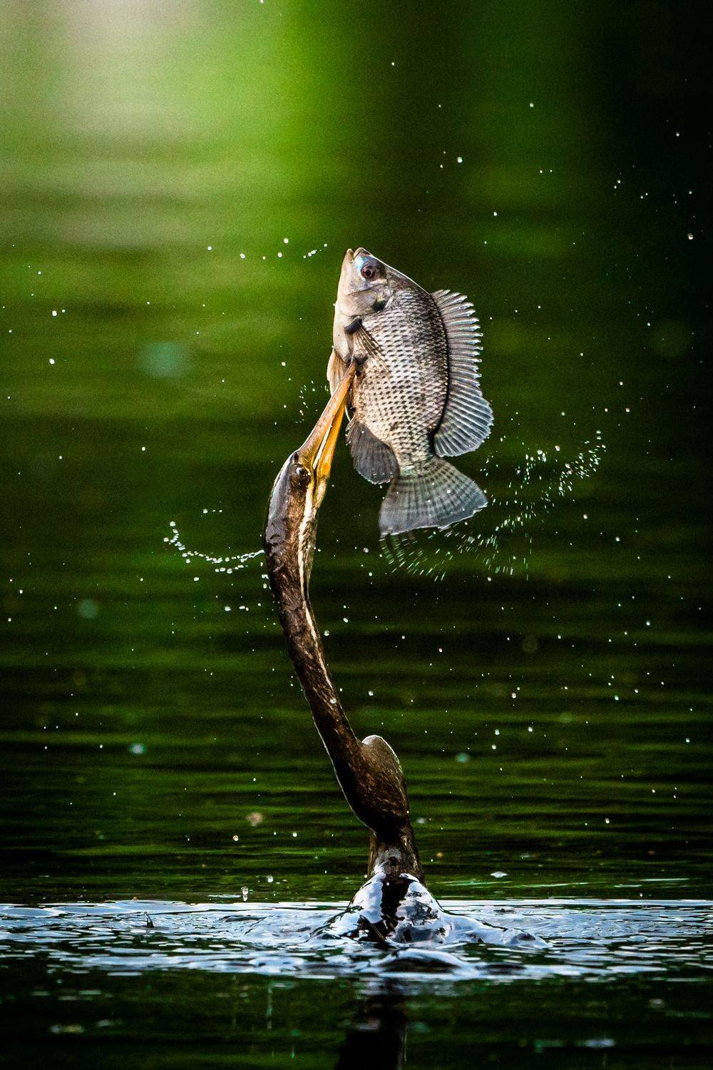 birds, Gimantha Perera