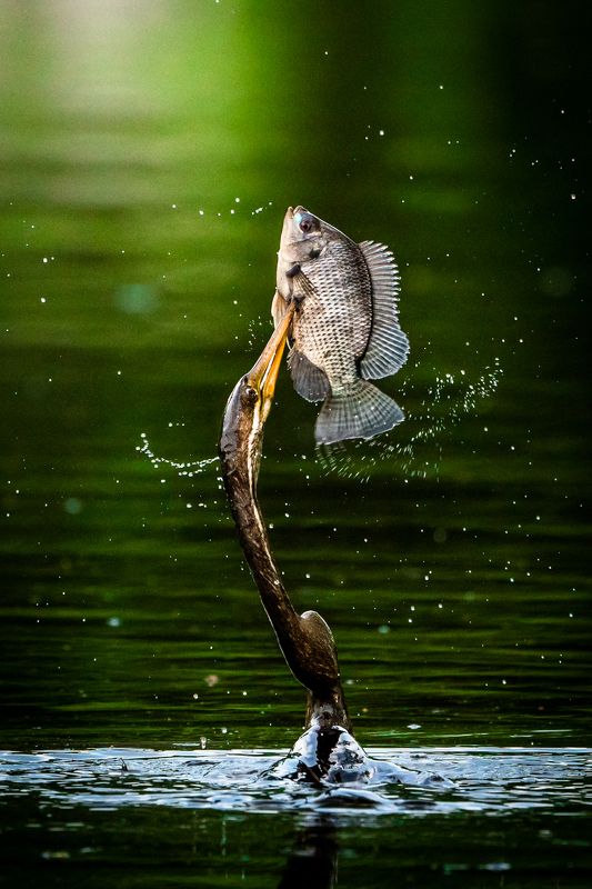 birds Winner фото превью