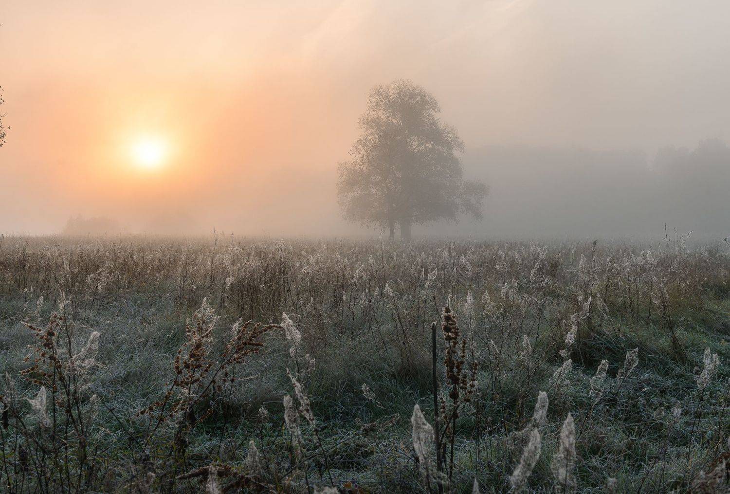 брянск,андреевский луг,осень,октябрь, Юлия Лаптева