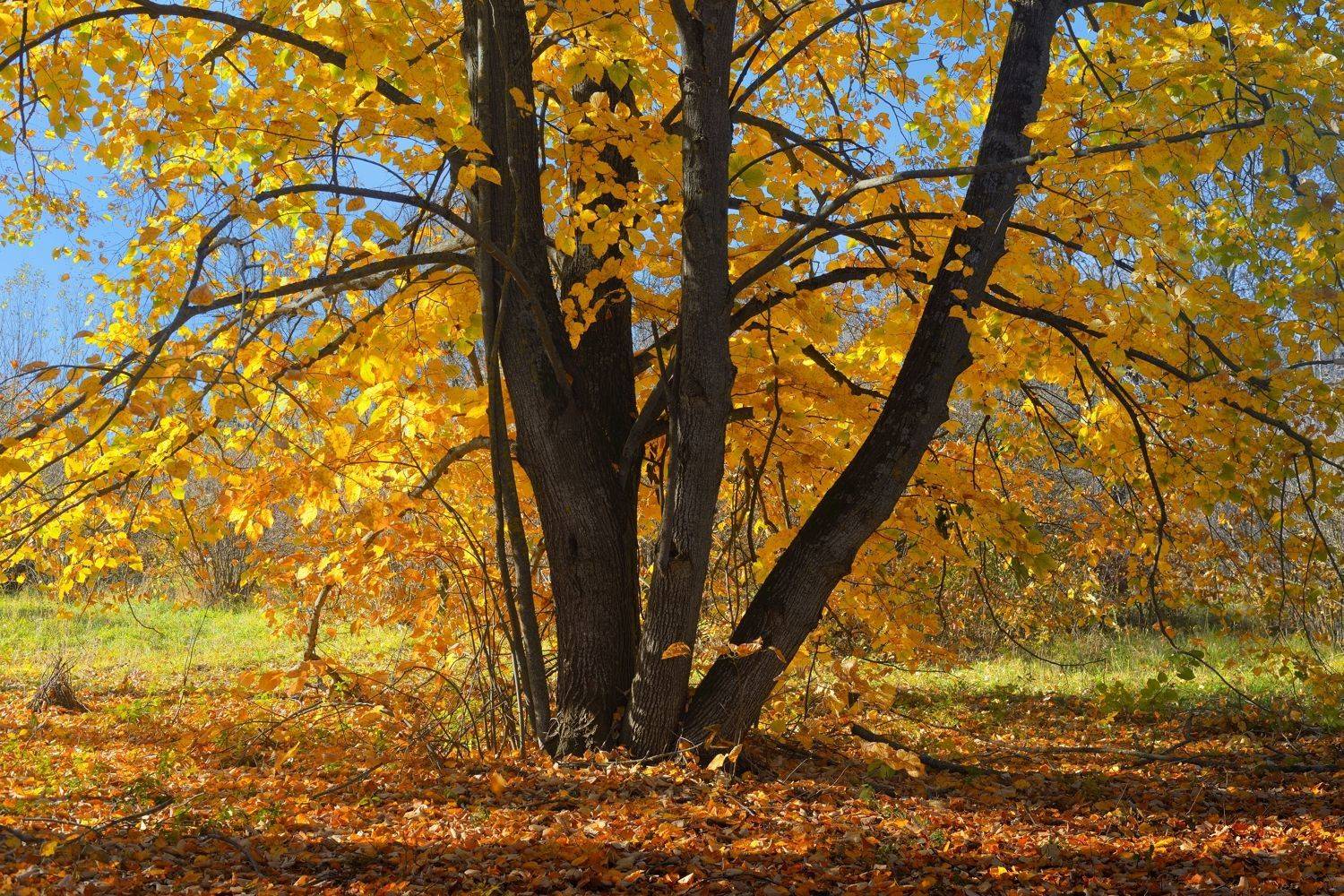 осень листва утро лес, Александр Жарников