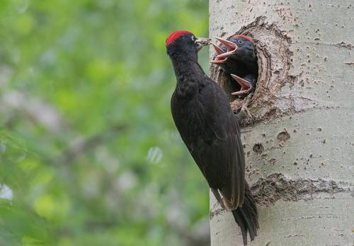 Многодетные