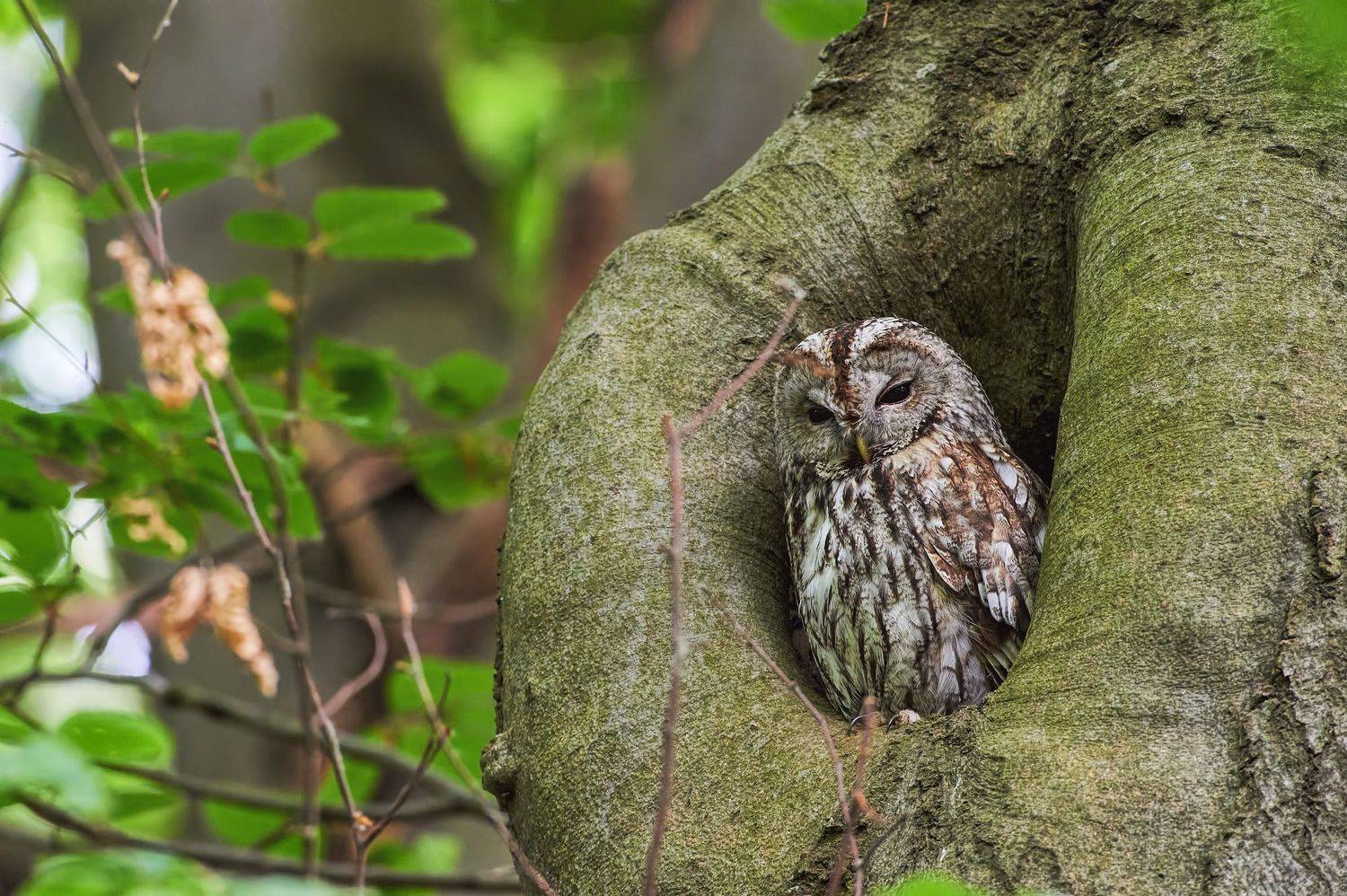nature, wildlife, birds, owls, Калин Ботев