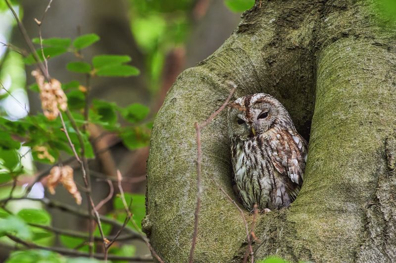 nature, wildlife, birds, owls *** фото превью