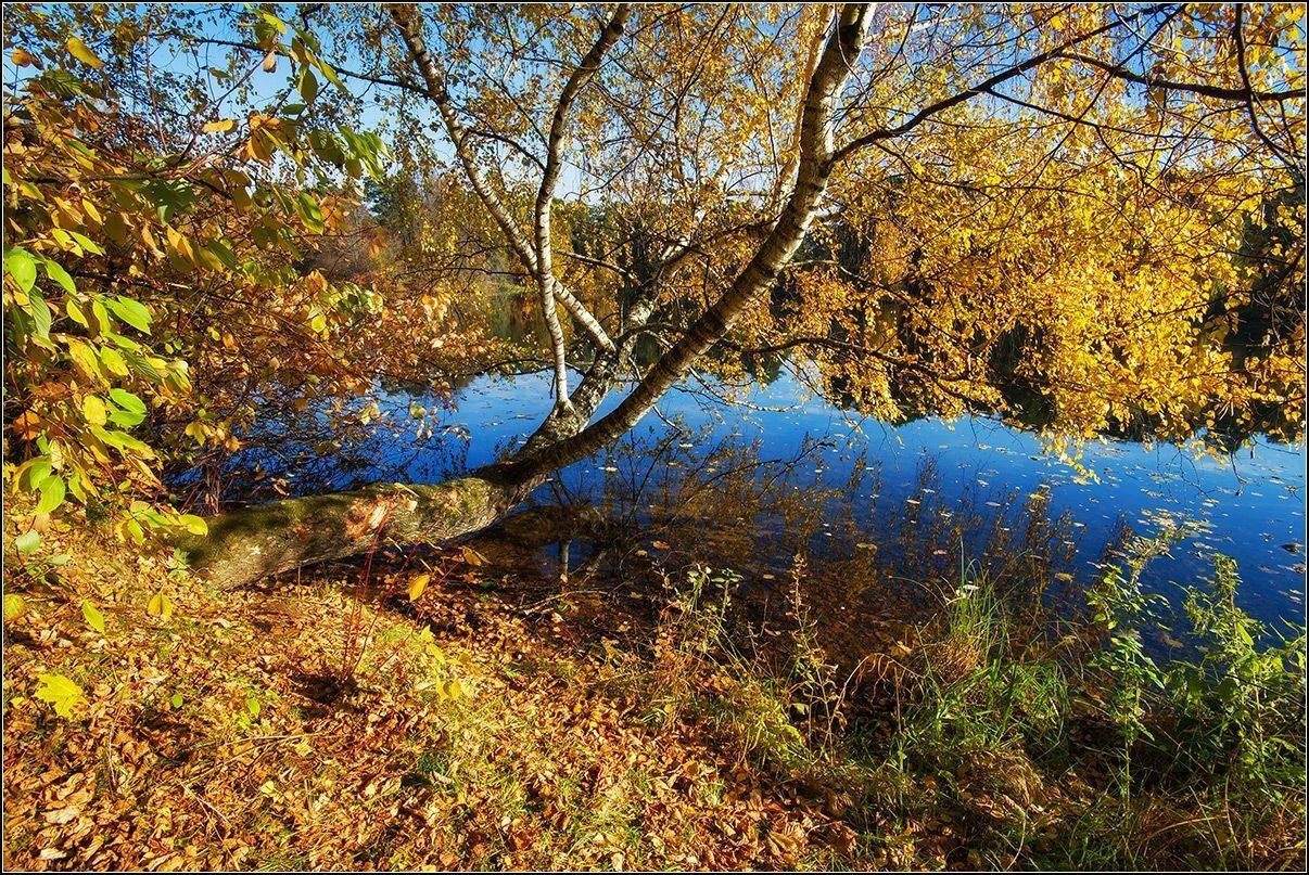 москва, октябрь, тишина, берёза, озеро, АНАТОЛИЙ ДОВЫДЕНКО