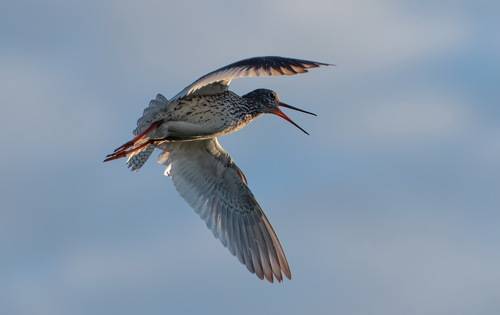 Кулик в полёте