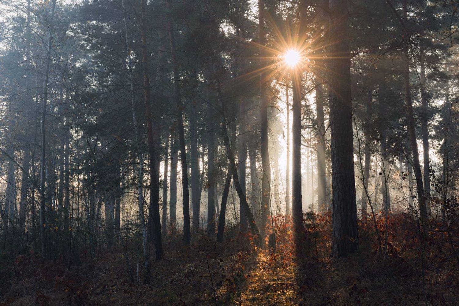 лес осень ноябрь рассвет туман солнце луч, Галанзовская Оксана