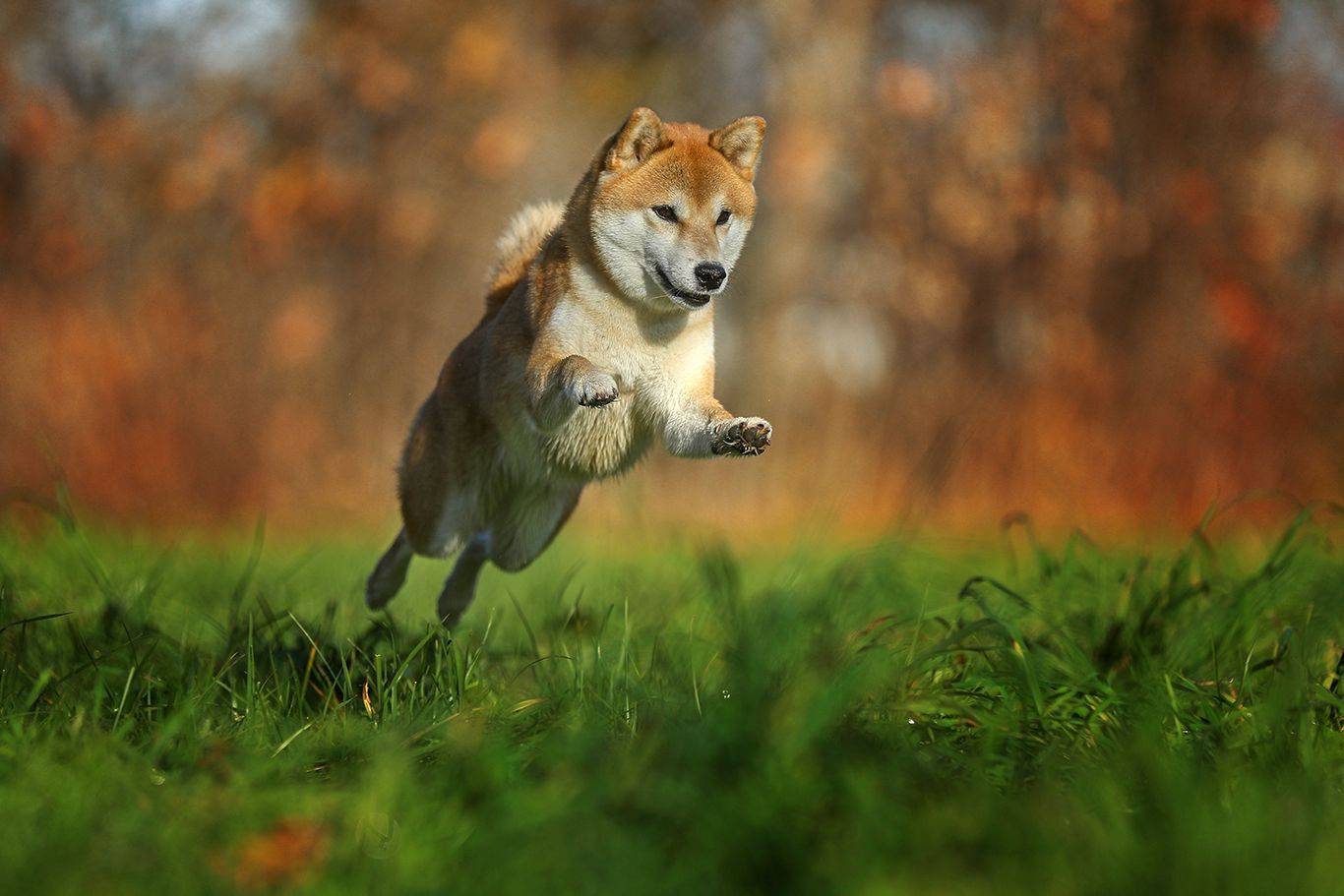 , Андрей Ершов