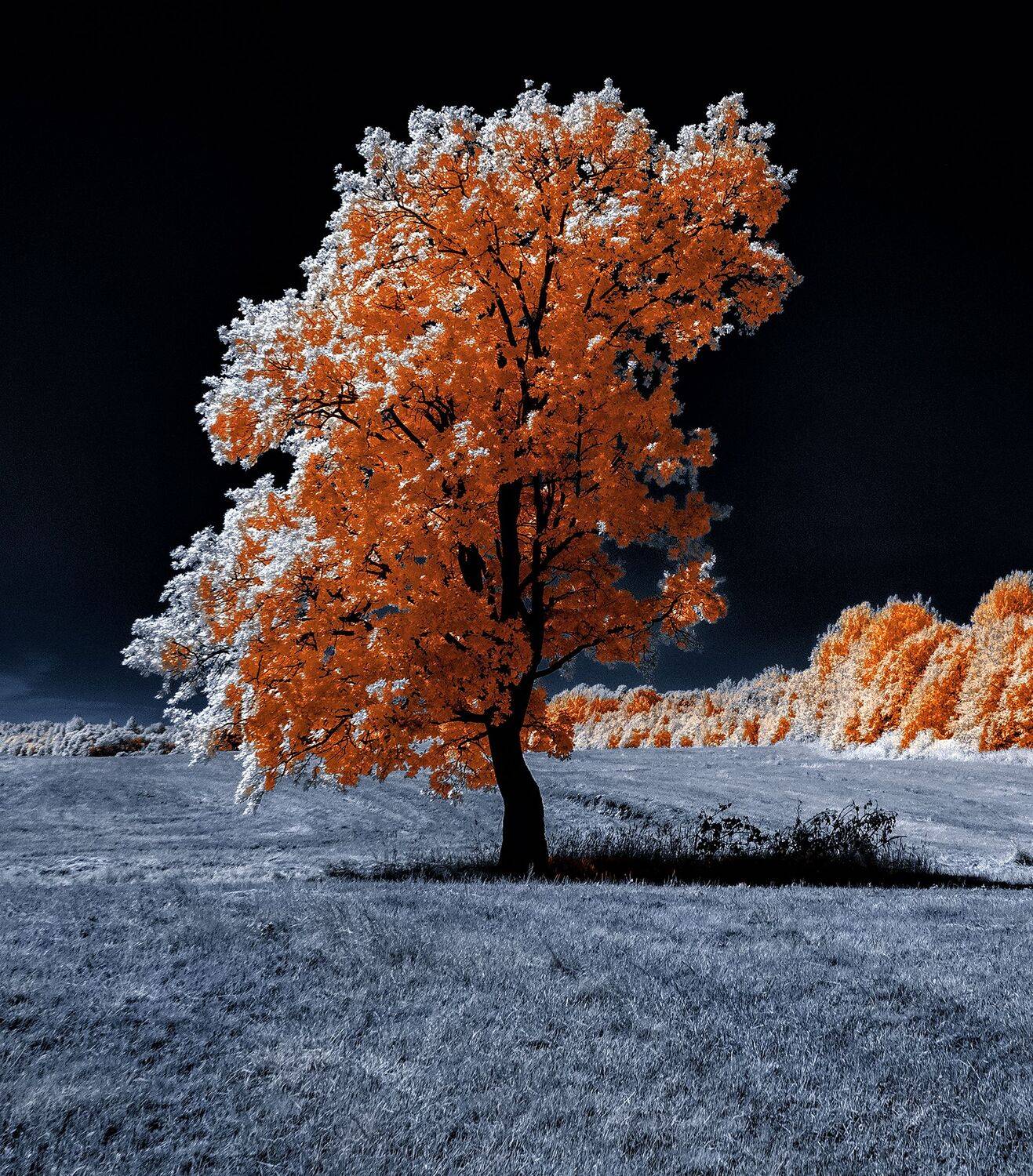 infrared,ик-фото,инфракрасное фото, инфракрасная фотография, пейзаж, лето, Sixten ( Сергей )