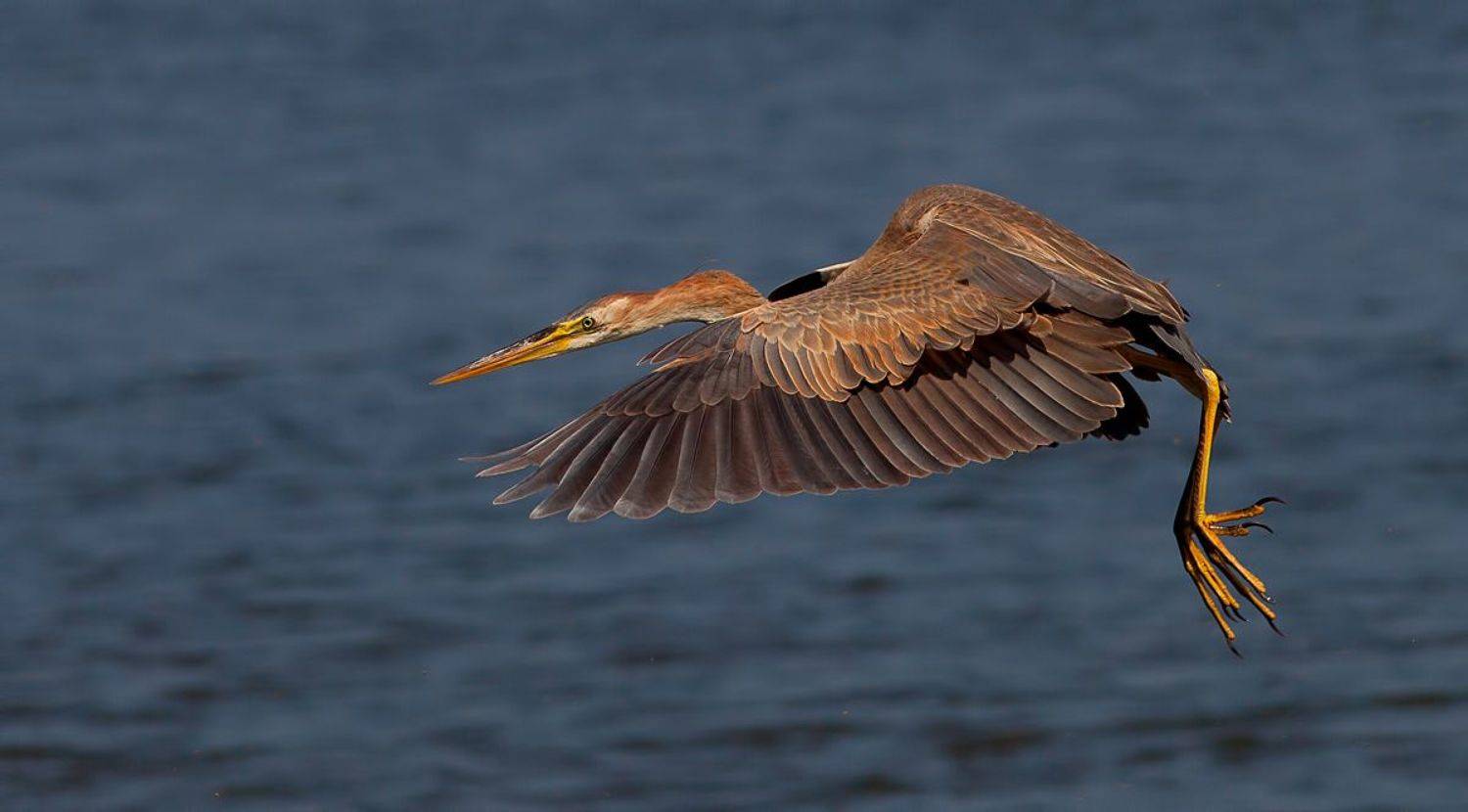 рыжая цапля, purple heron,  цапля, heron,  птицы израиля, Elizabeth Etkind