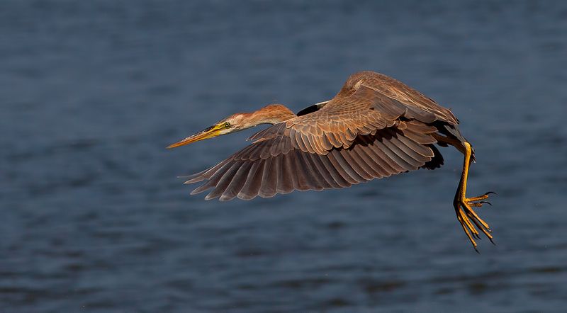 рыжая цапля, purple heron,  цапля, heron,  птицы израиля Рыжая цапля - Purple Heron фото превью