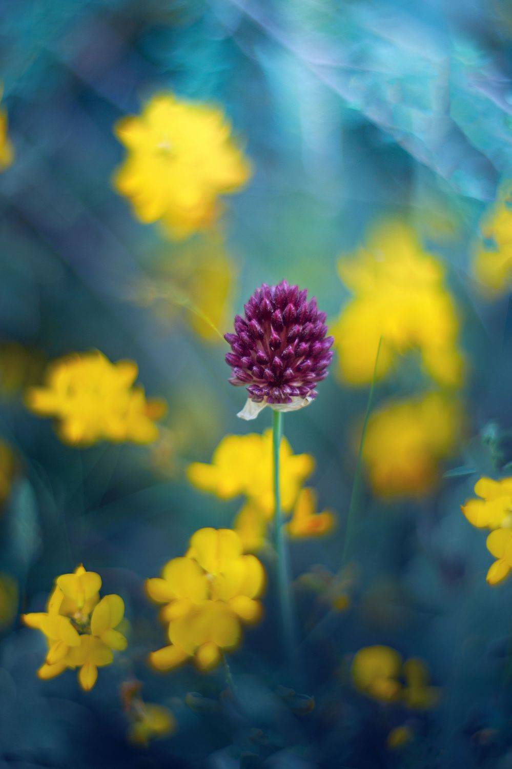 blue,flowers,wild,nature,light,bokeh,zenit,helios,, Борислав Алексиев