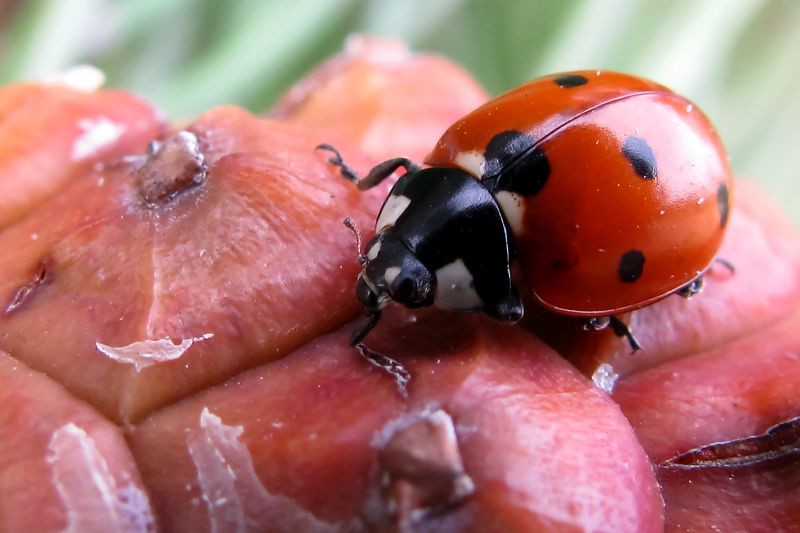 На шишке фото превью