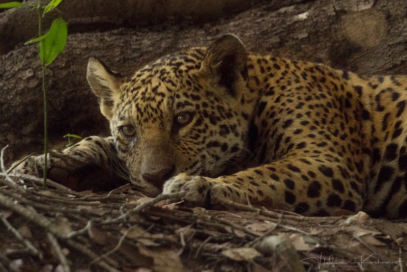 ИСТОРИЯ ОДНОЙ ОХОТЫ. Часть I фото превью