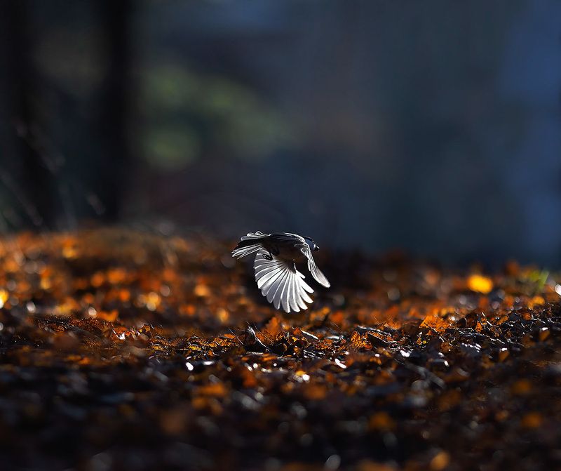 Flight фото превью
