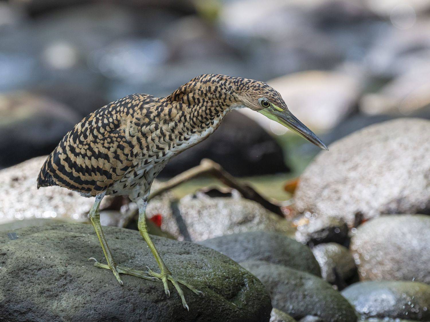 , Fernando Burgalin Sequeira