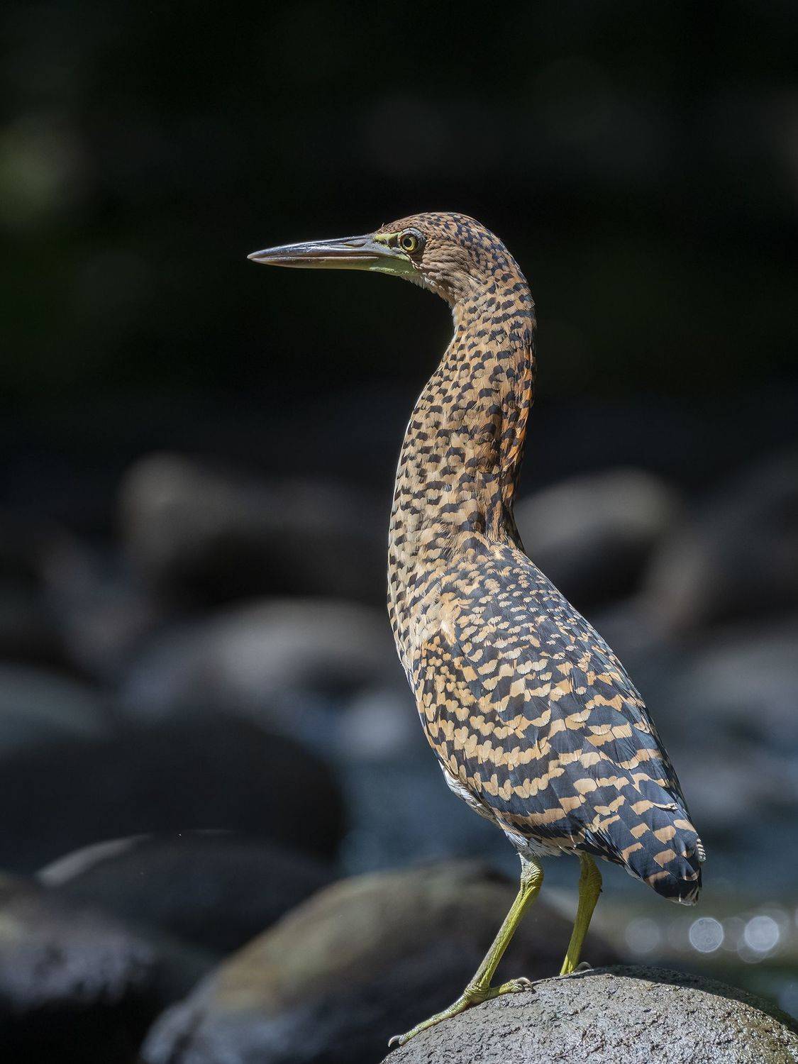 , Fernando Burgalin Sequeira