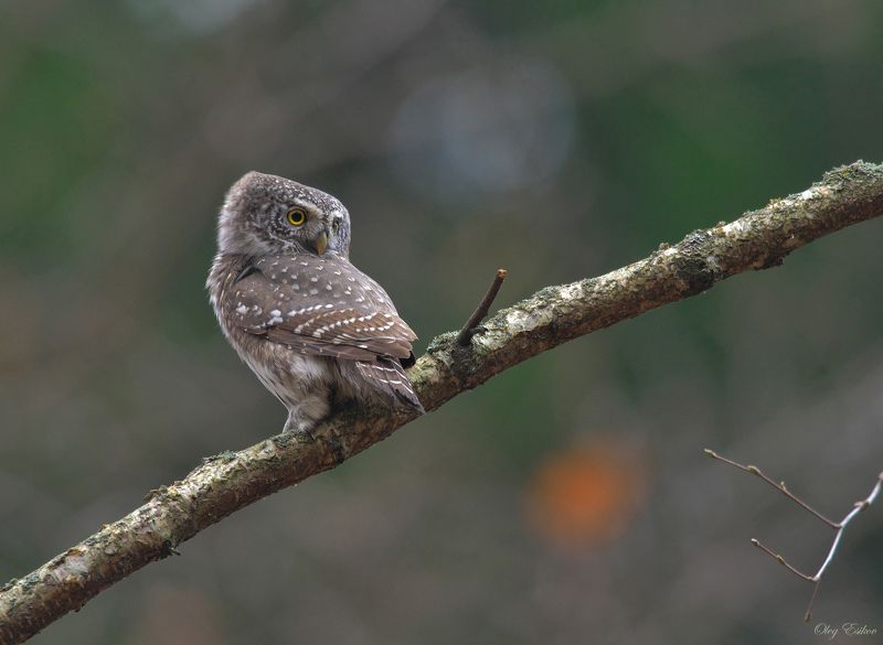 птицы сова сычик Воробьиный сычик. Осенние встречи фото превью