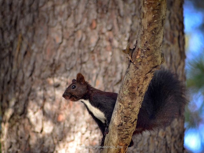Белка фото превью