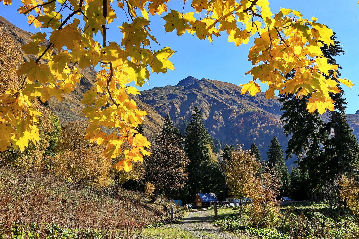 осень горы клён, Евгений Никишин