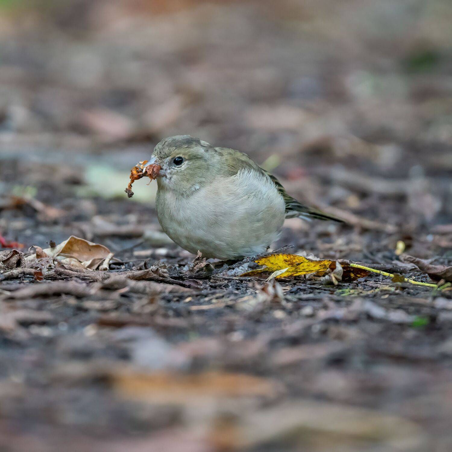 , Константин Дэм