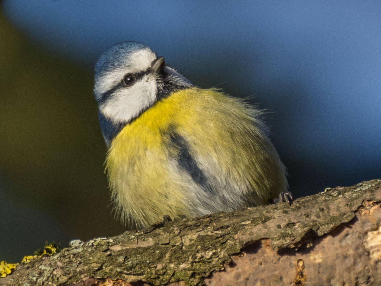 , Курлянцев Алексей