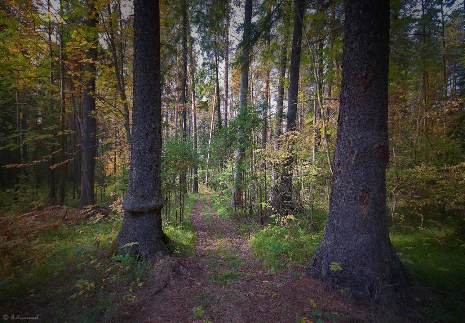 , Владимир Комышев