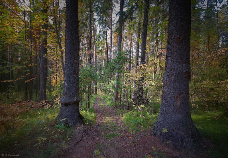 Загадочные тропы осени... фото превью