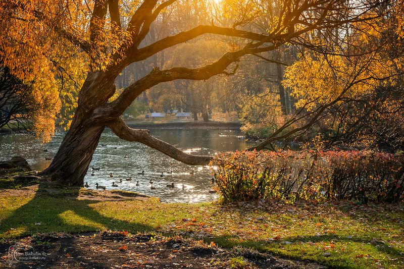 Осень в парке Екатерингоф фото превью