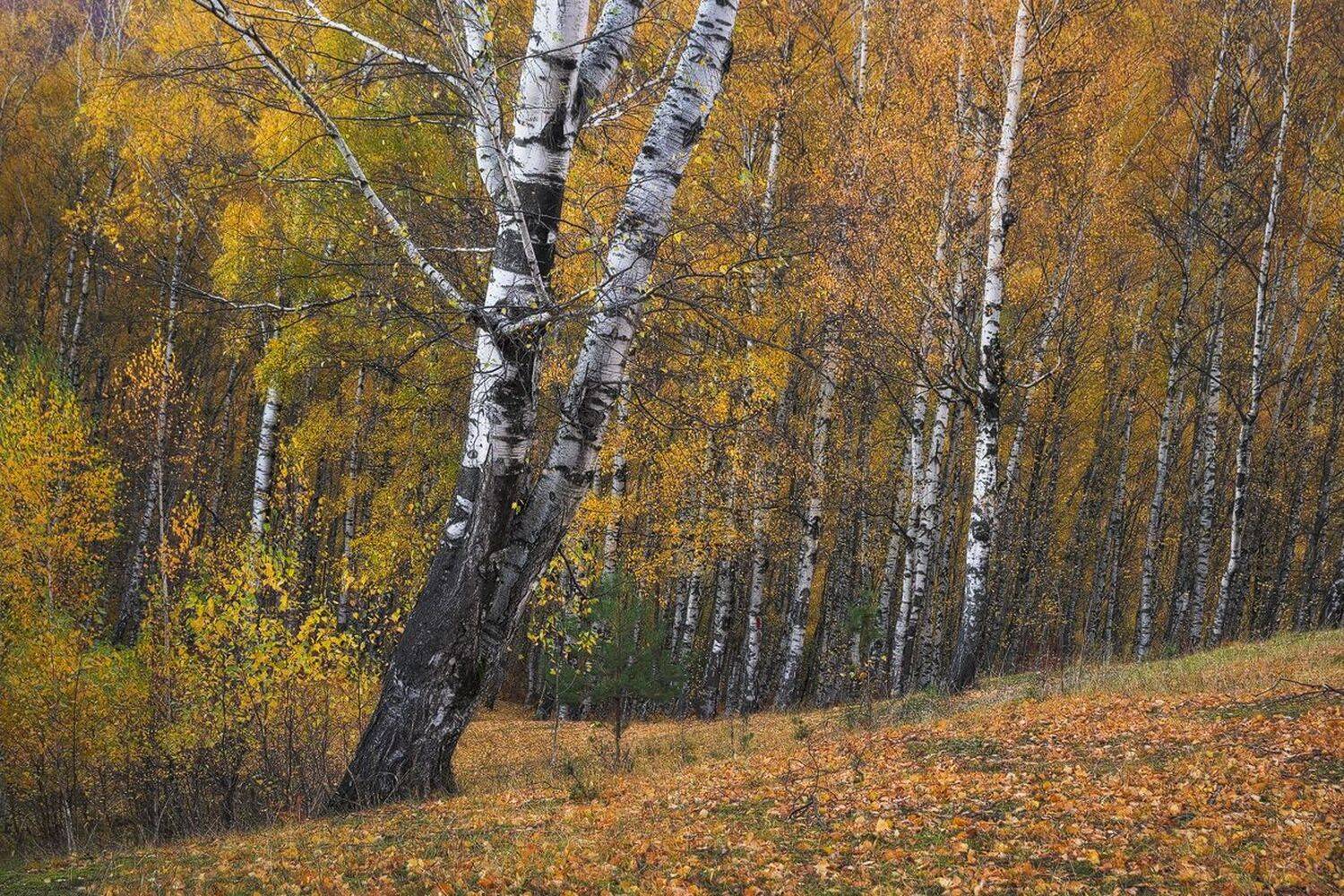 , Stefan Chirobocea