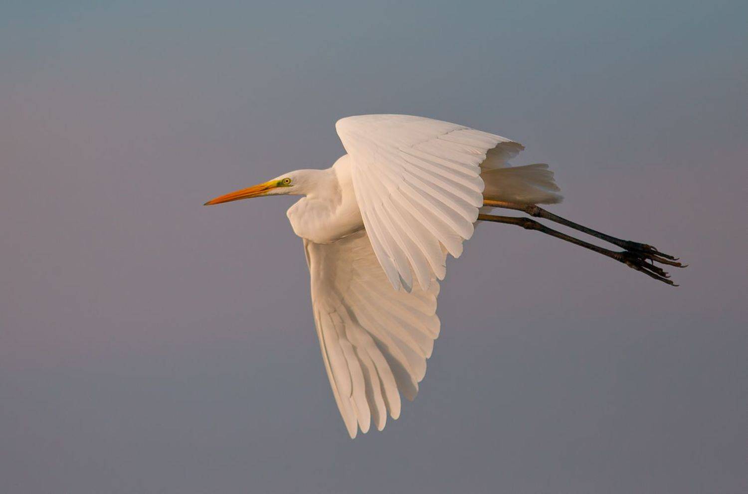 большая белая цапля, цапля, heron, florida, great egret, птицы израиля, Elizabeth Etkind
