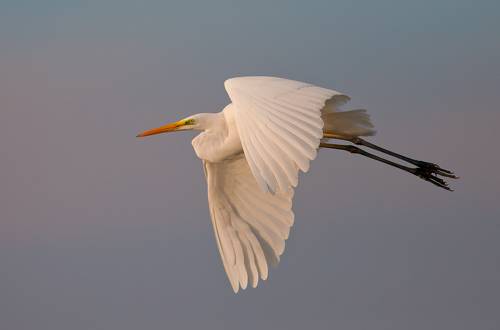 Большая белая цапля -Great Egret