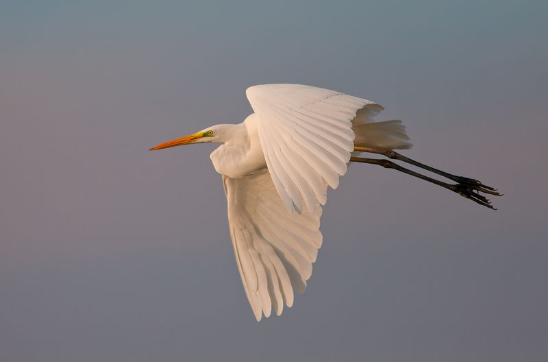 большая белая цапля, цапля, heron, florida, great egret, птицы израиля Большая белая цапля -Great Egret фото превью