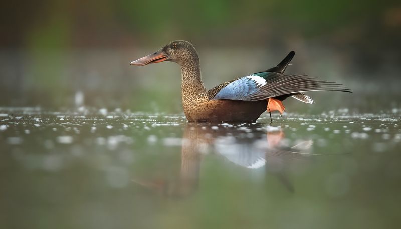 Anas clypeata фото превью