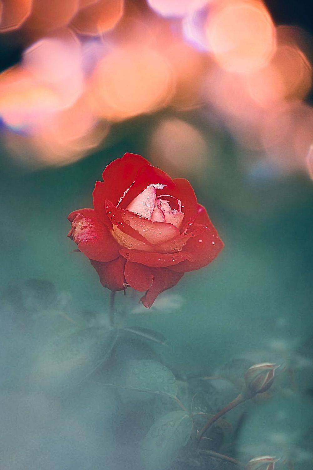макро, macro, цветы, flowers, роза, rose, Julia Kaissa