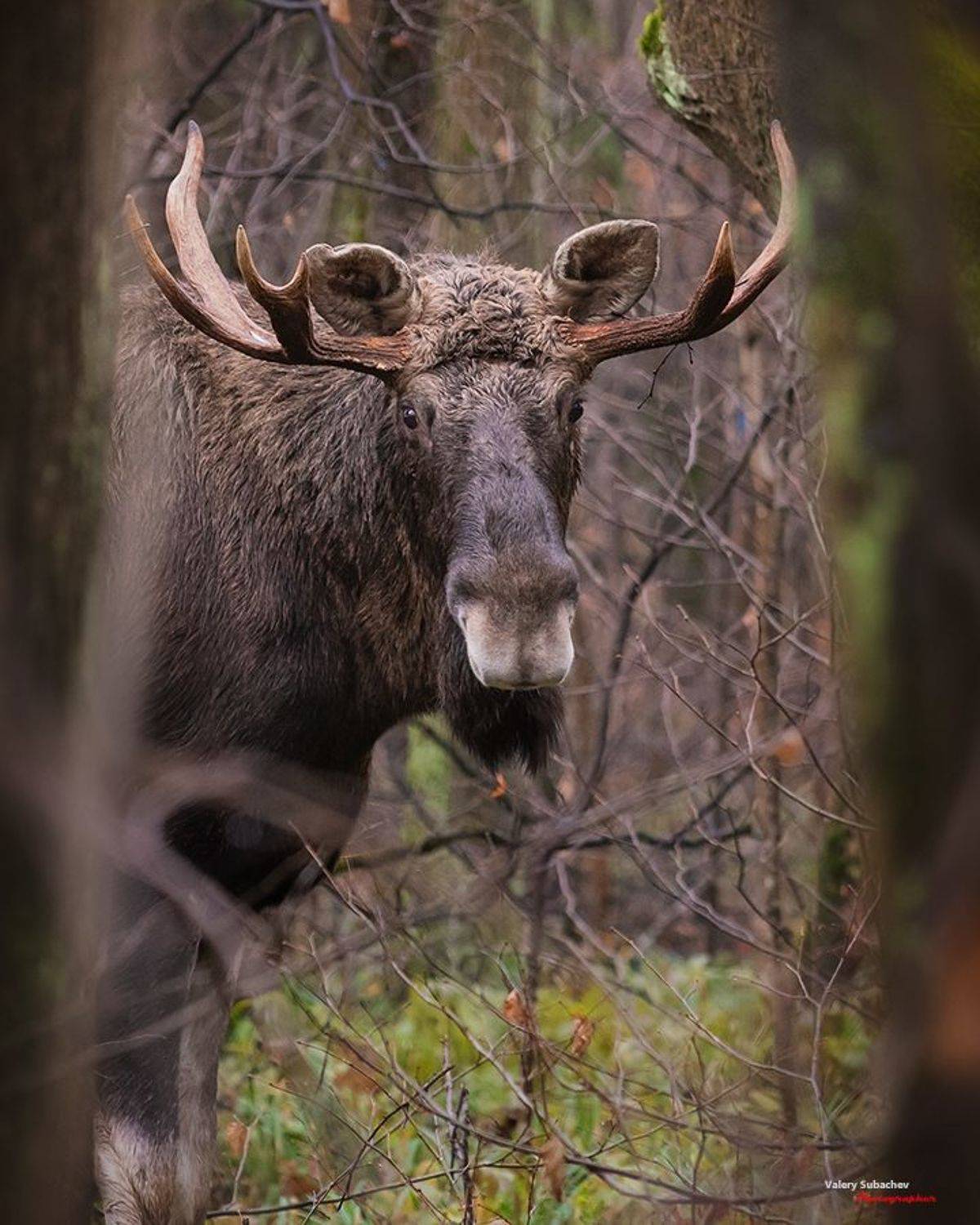 , Валерий Субачев