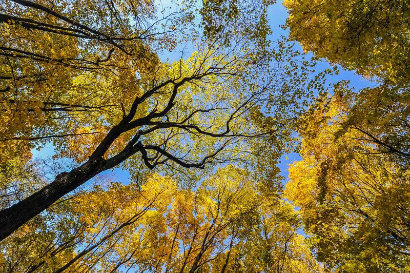 Пейзаж Осеннее. фото превью