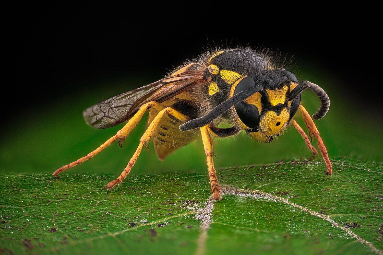 ceclii,macro,nikonz6ii, Tsvetan Ganev