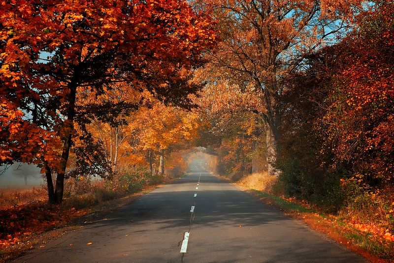 Foggy road фото превью