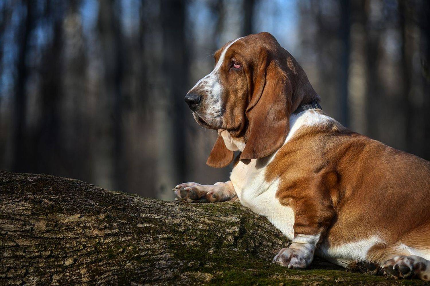 , Андрей Ершов